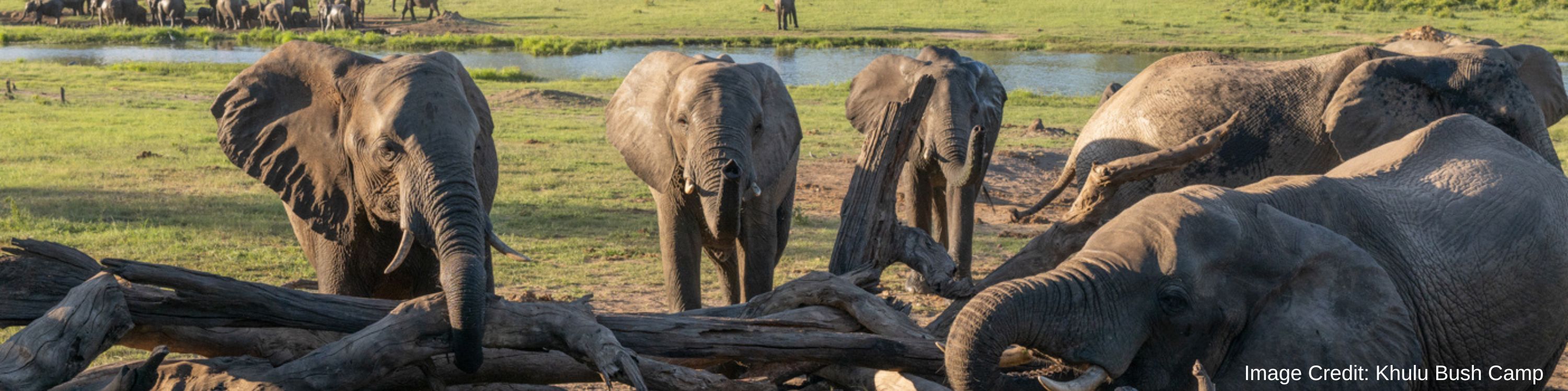Khulu Bush Camp - Elephants