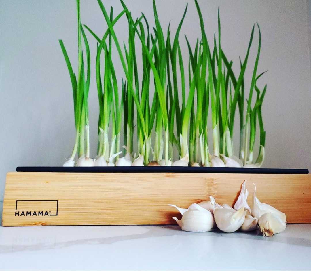 All About Garlic Greens! – Hamama