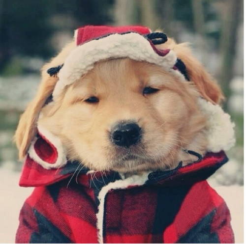 Dog wearing festive hat and coat