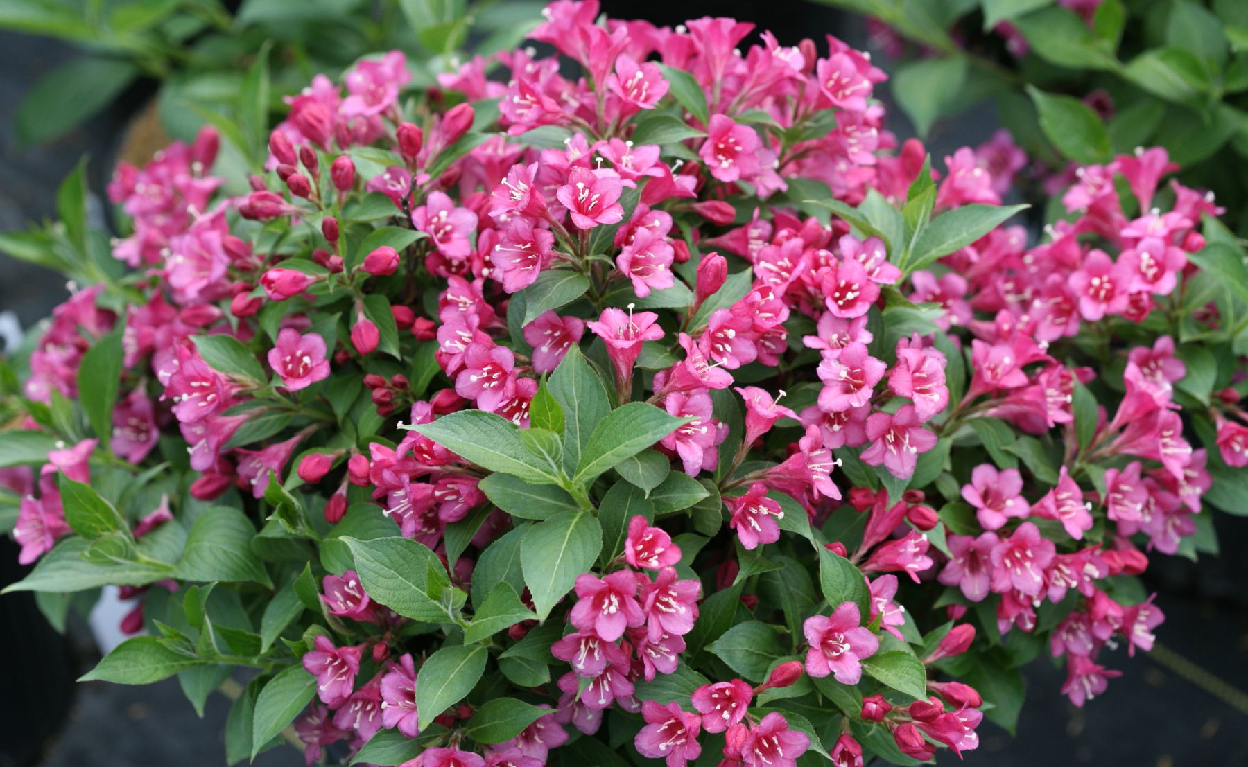 Photo of Photo of Snippet® Dark Pink Weigela 