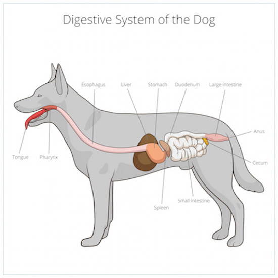 Dog Digestive System: Why does my dog have diarrhea? Dog diarrhea causes and how to stop dog diarrhea.