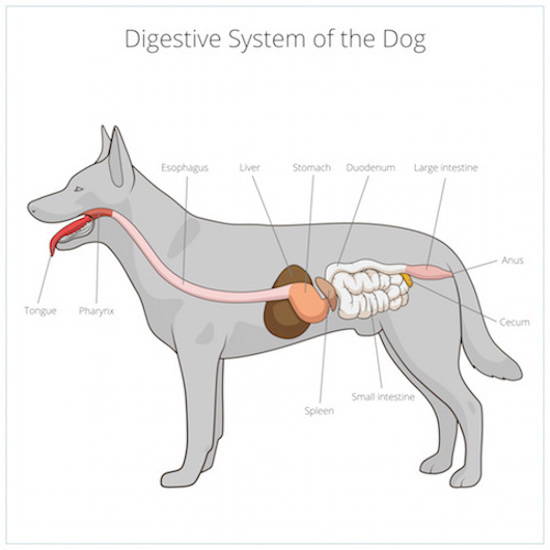 what causes gastroenteritis in dogs