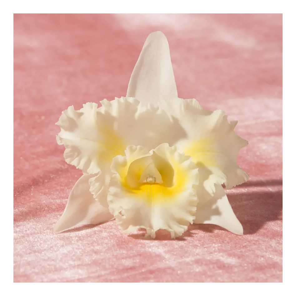 Flor branca com amarela cobre tecido de pelúcia rosa claro