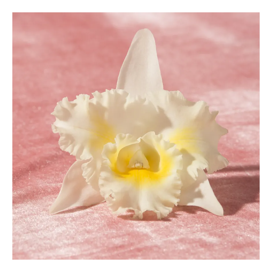 Hímen cribiforme