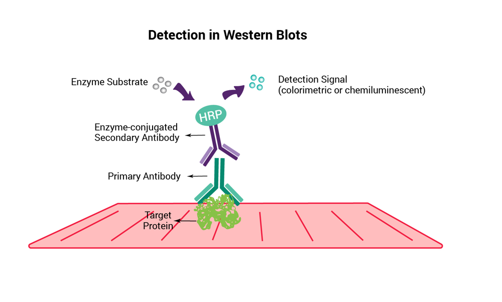 Western blot transfer