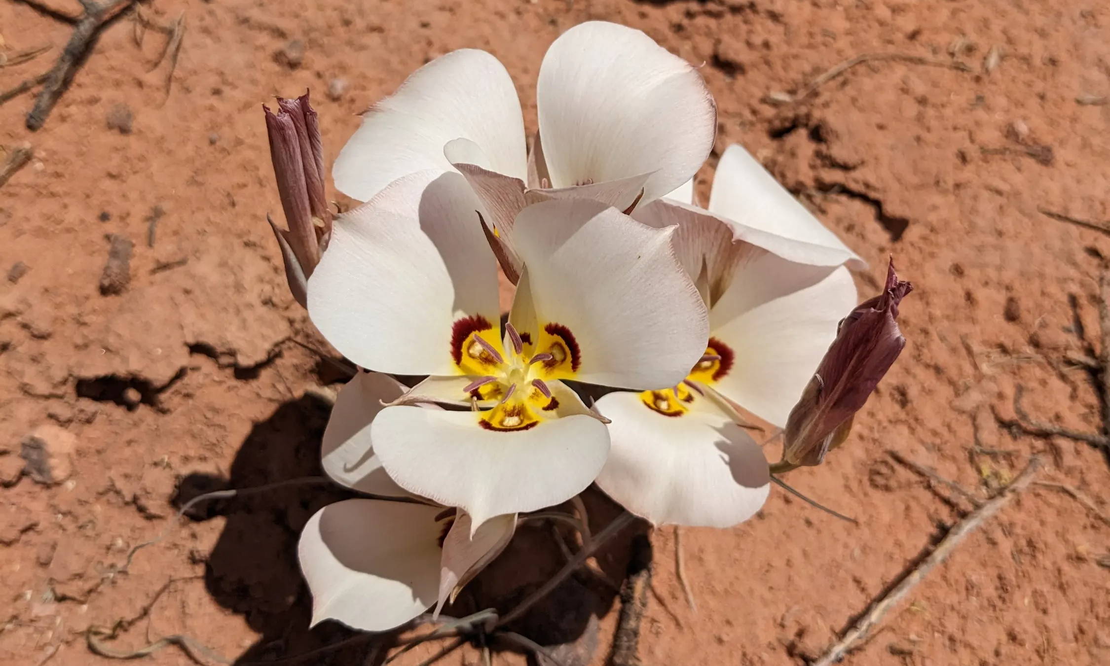 Moab flowers