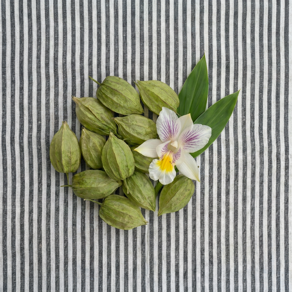 Green pods and a flower arranged on a striped background.