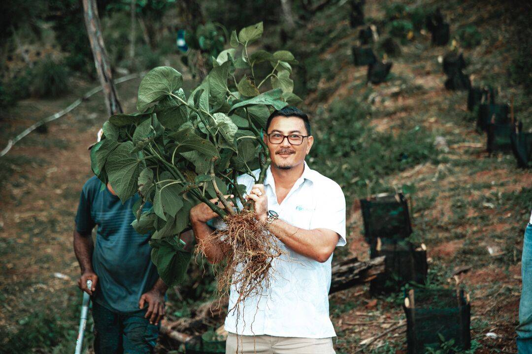 man holding a kava plant