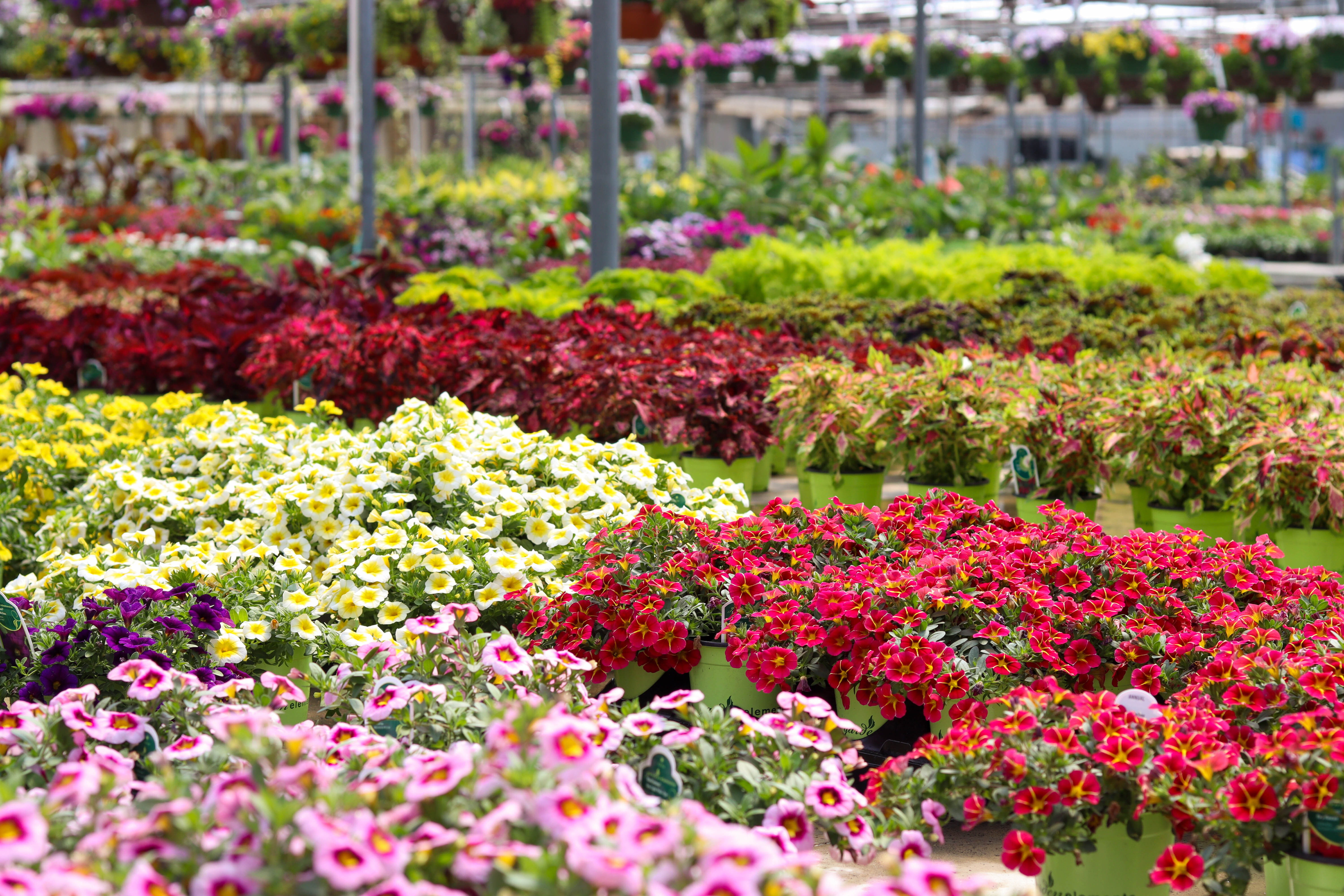 A vibrant display of colorful flowers in a garden setting.