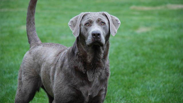 silver and chocolate lab mix