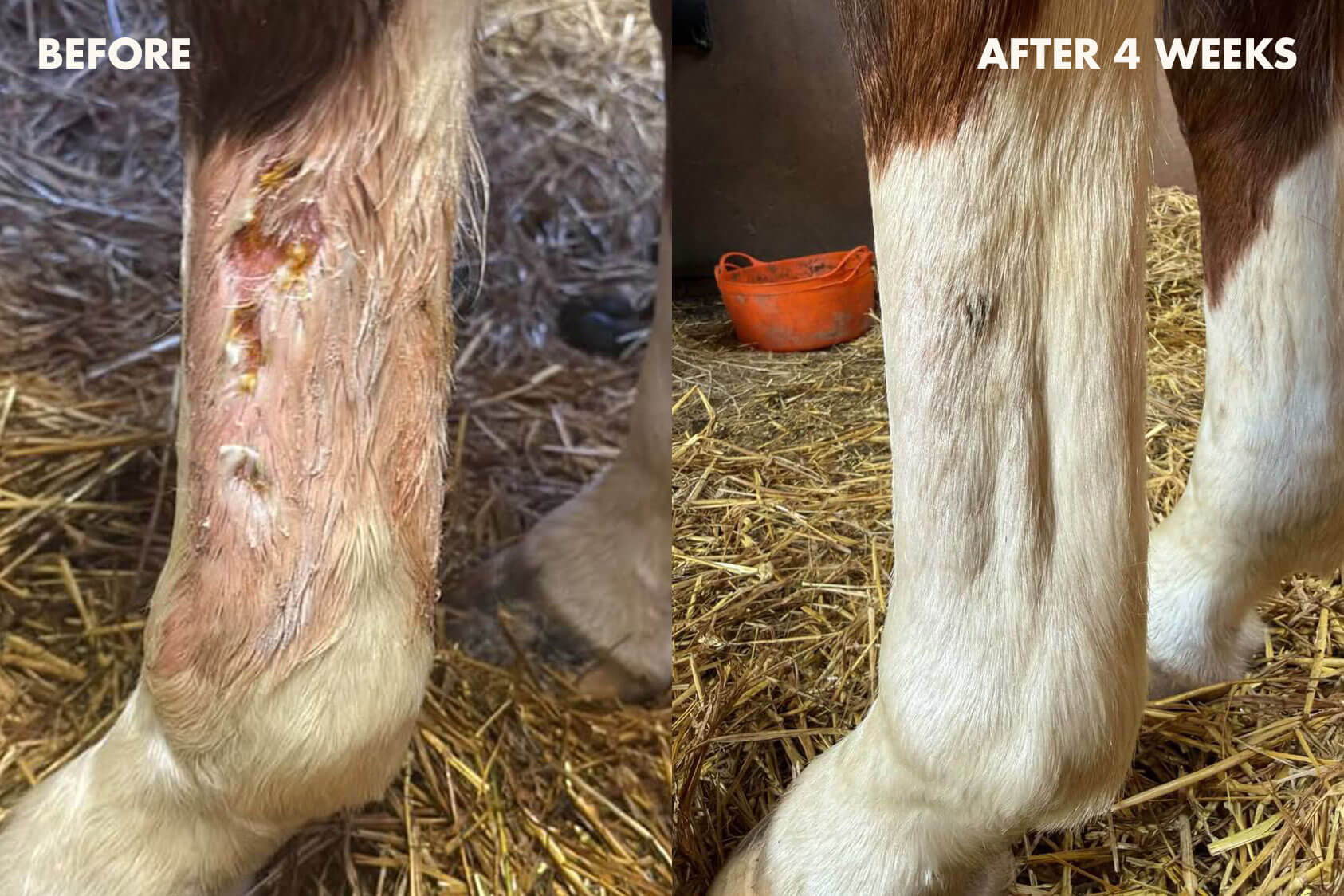 Before and after images of a healing leg injury on a horse - Collagen & Kelp Equine Fondant