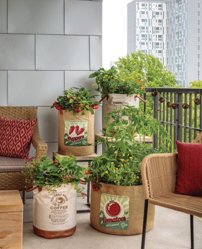 Amazel Basil, Berried Treasure ,Red Calendula Capsicum, Fire Away Hot and Heavy, Fragaria Garden Gem Goodhearted, Lady Godiva Orange, Lady Godiva, Yellow Lycopersicon Ocimum