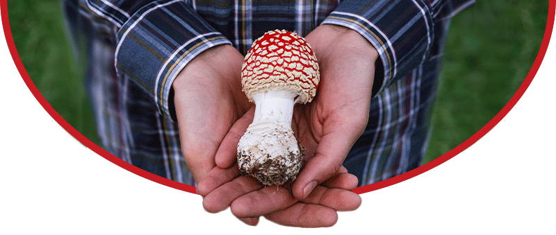 Our Mission - Trusted Mushrooms, Bulk Amanita, Amanita Muscaria, Amanita Online, Amanita Blog, Muscimol , Ibotenic Acid, Online Near Me, Buy Amanita, Muscimol Isolate, Mushroom Gummies, Legal Psychedelics, Magic Mushrooms