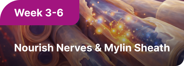 Week 3-6: Nourish Nerves & Myelin Sheath.