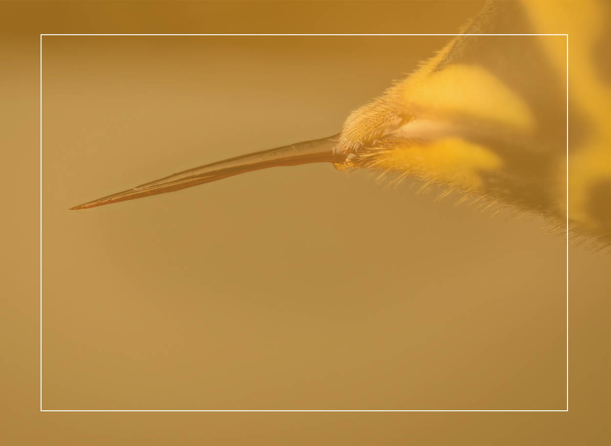 Wespenstachel – das Insekt injiziert damit Gift, das eine allergische Reaktion verursachen kann 