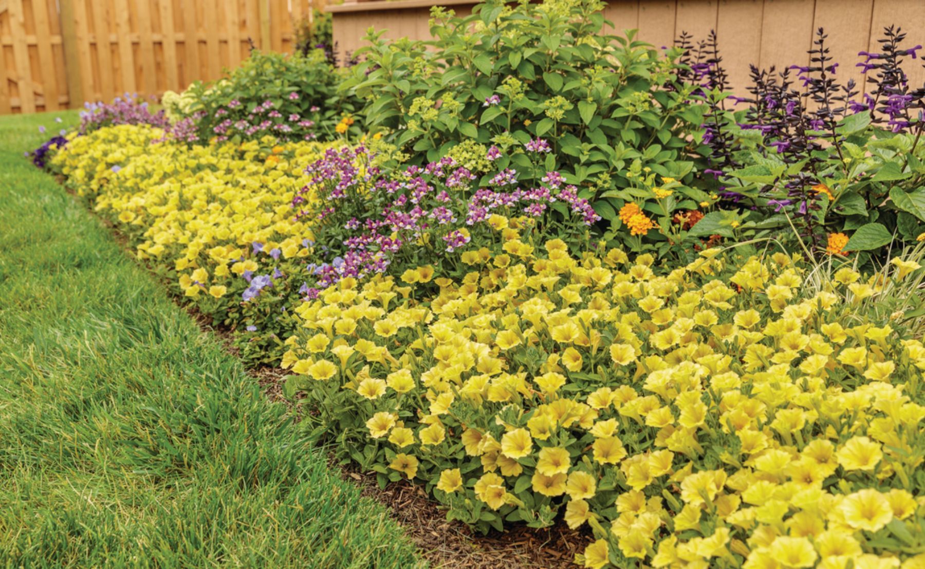  Supertunia Mini Vista® Yellow planted in a garden