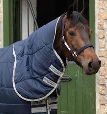 discount horse blanket accessories