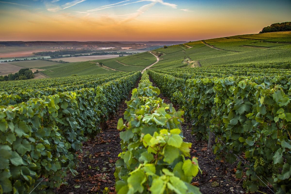 Vineyard landscape at sunset with rows of grapevines.