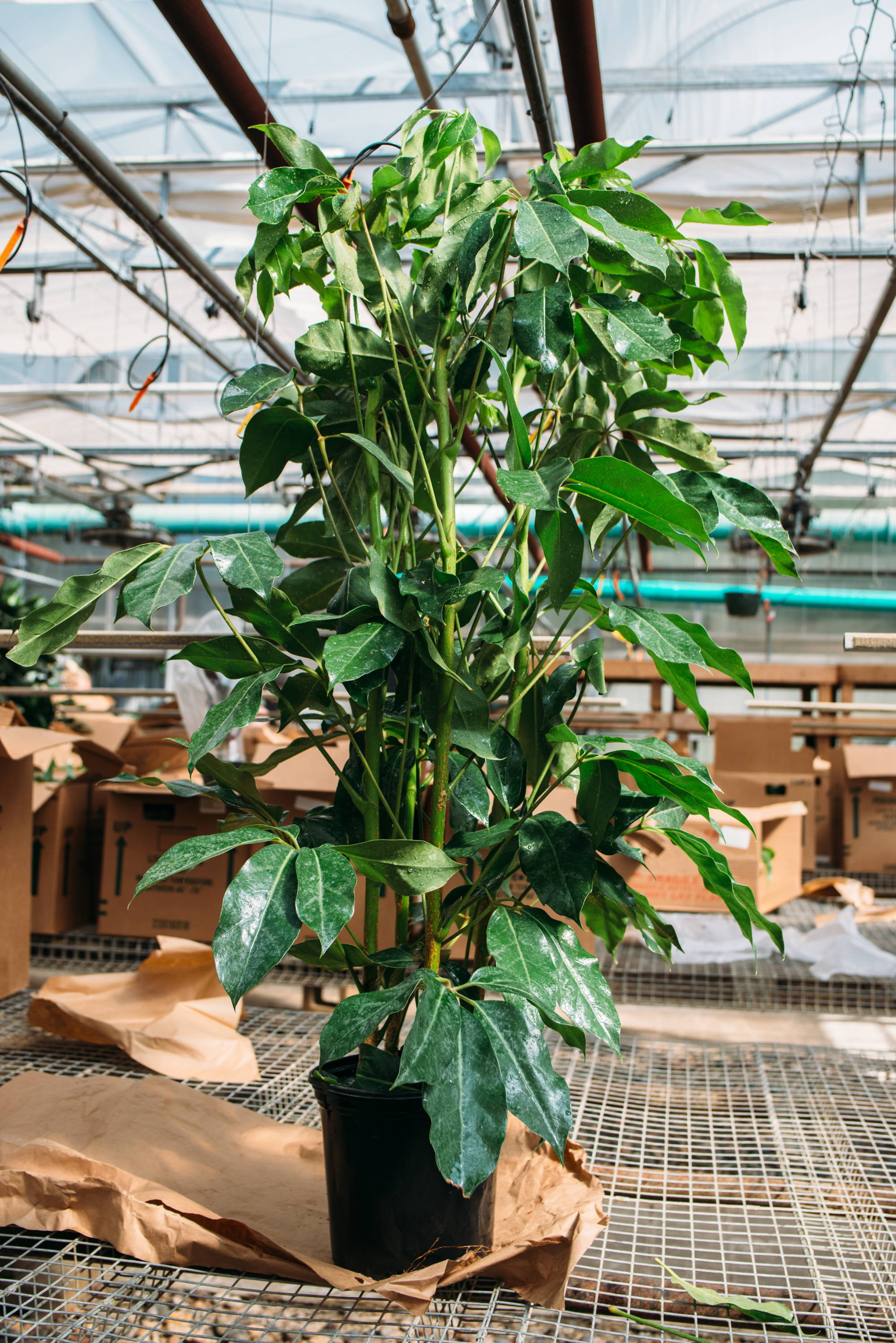 Monstera Deliciosa - Tonkadale