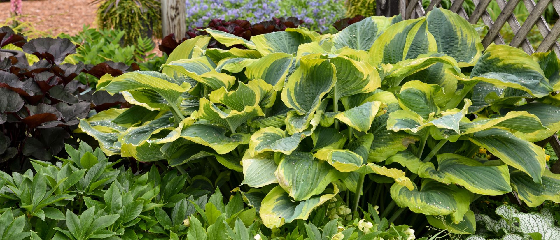 Photo of Shadowland® 'Seducer' Hosta
