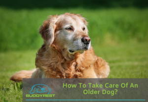 How to take care of an older dog? 