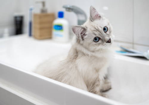 A kitten sitting in a bathtub