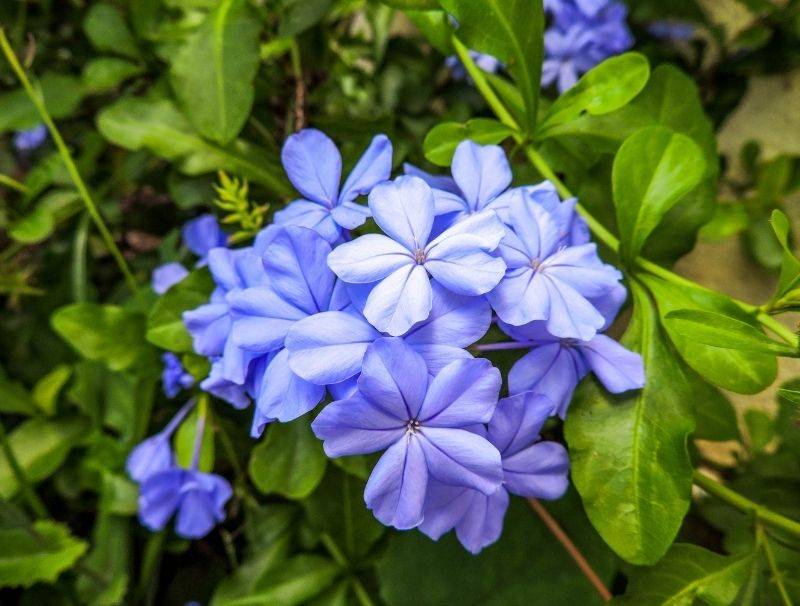 Periwinkle flowers on plant