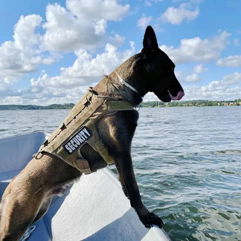 Working dog wearing the Ultimate Harness