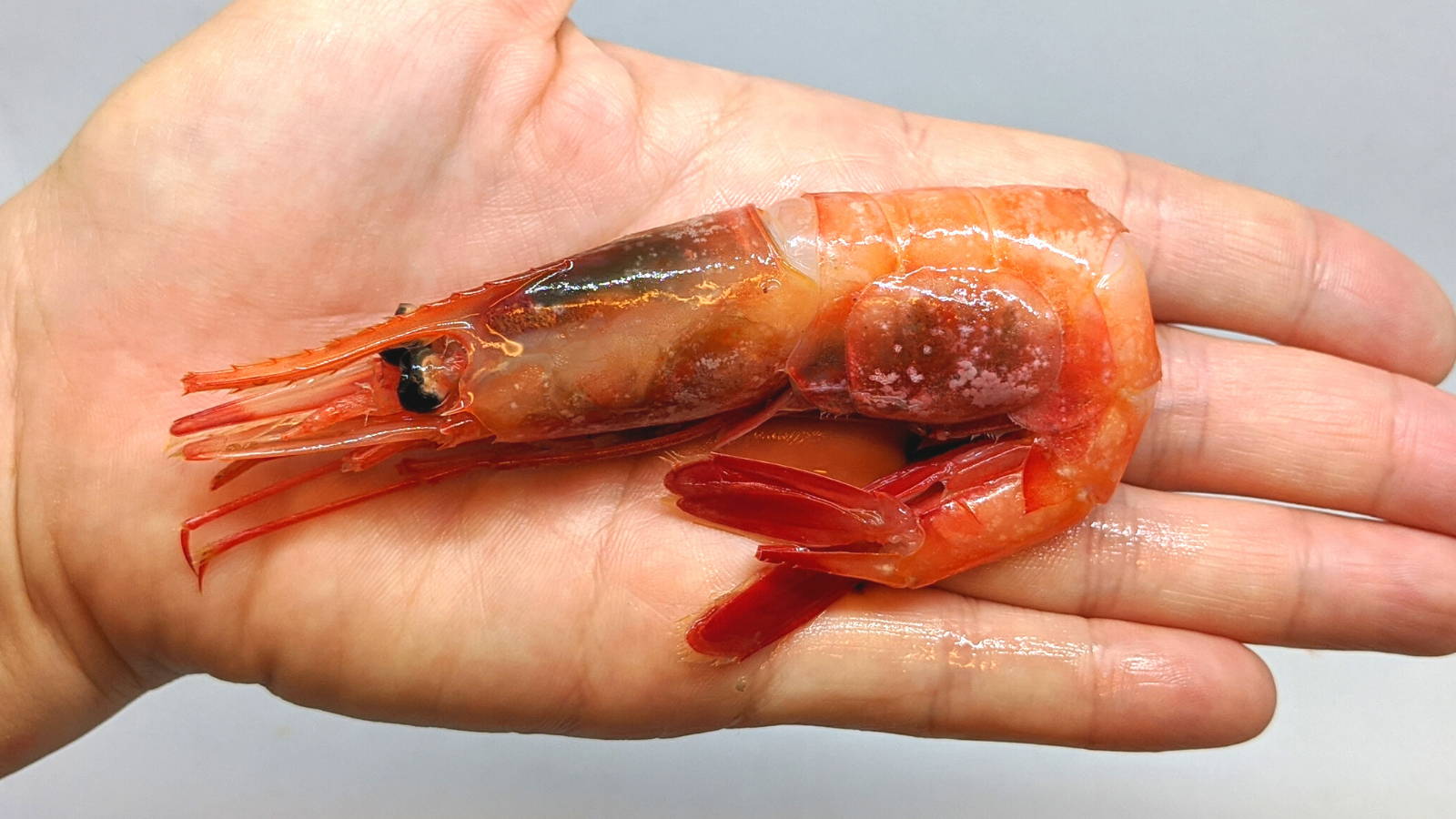 甘エビ　南蛮エビ　大きさ