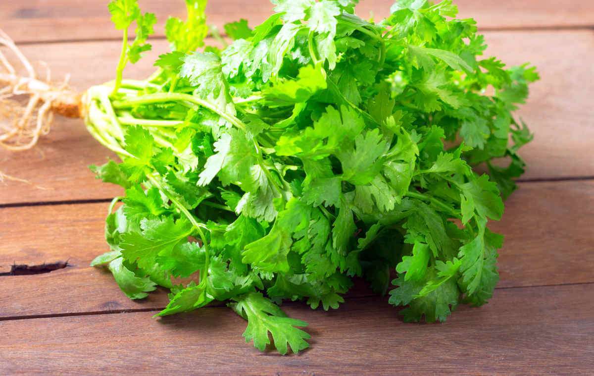 Bunch of fresh green coriander or cilantro on wooden background | How To Make The Famous Healing Kitchari Stew | ayurvedic cleanse kitchari