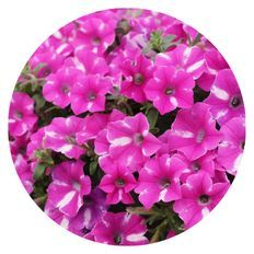 Photo of Supertunia® Raspberry Rush™