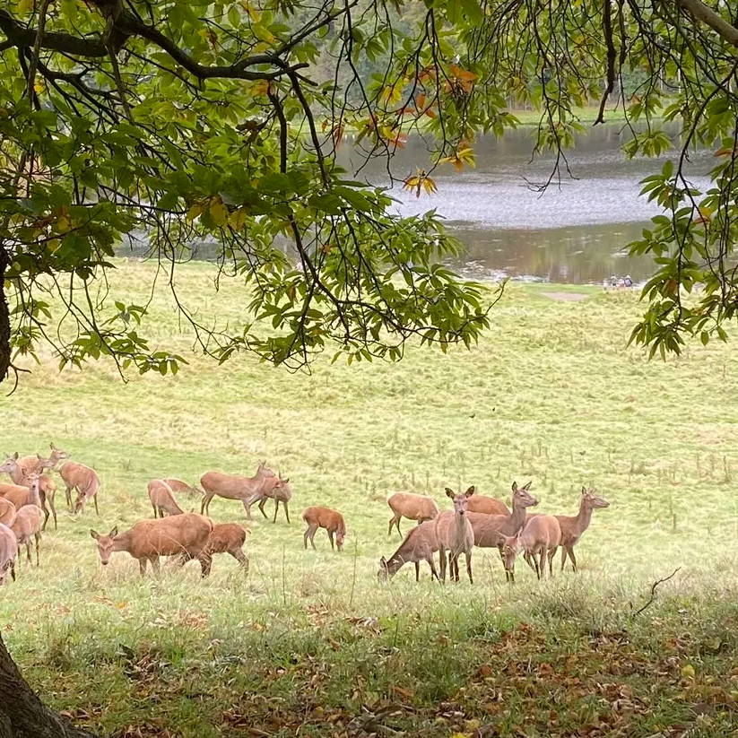 Deer at Studley Royal Deer Park.