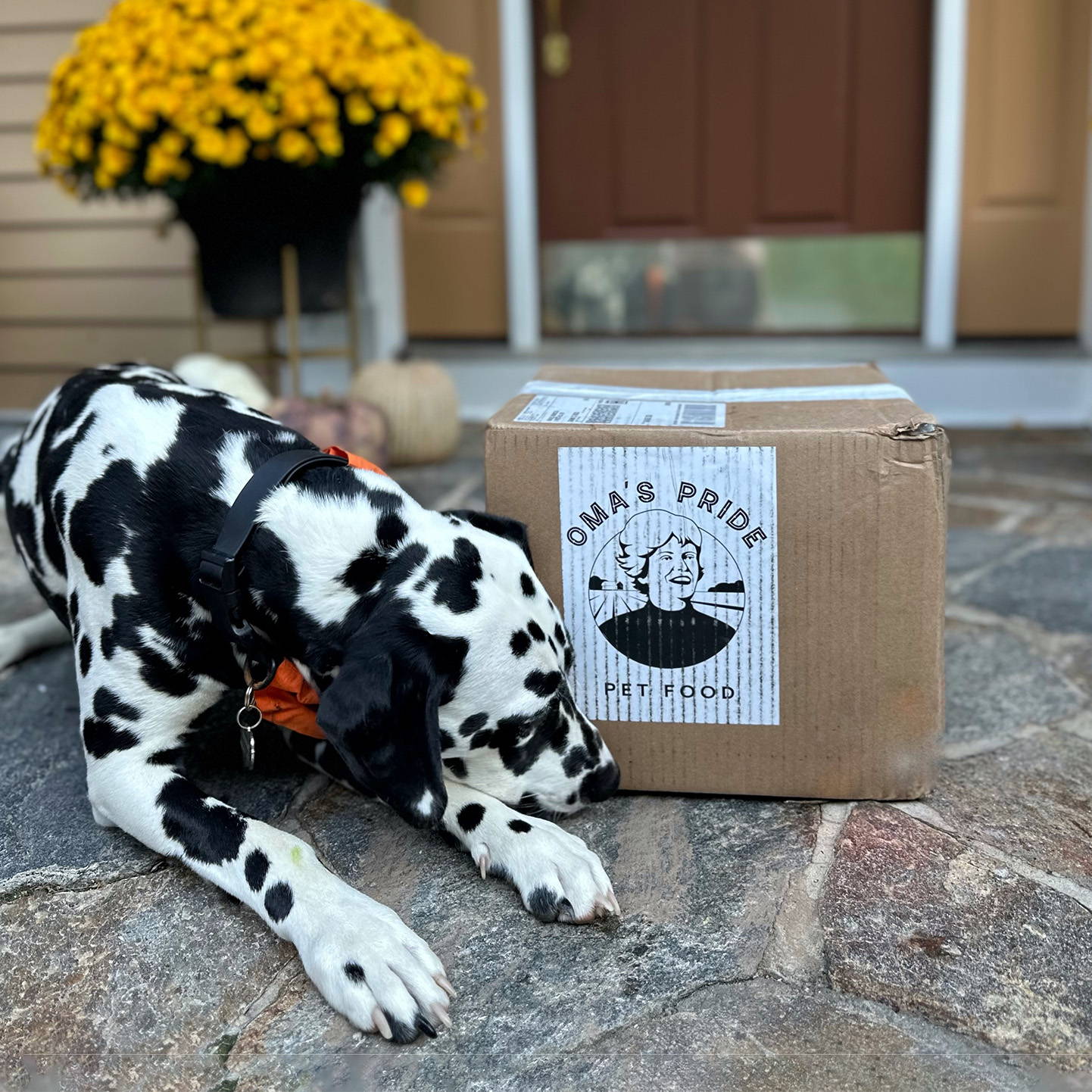 Dalmatian lays next to Oma's Pride shipping box in front of door and flowers. 
