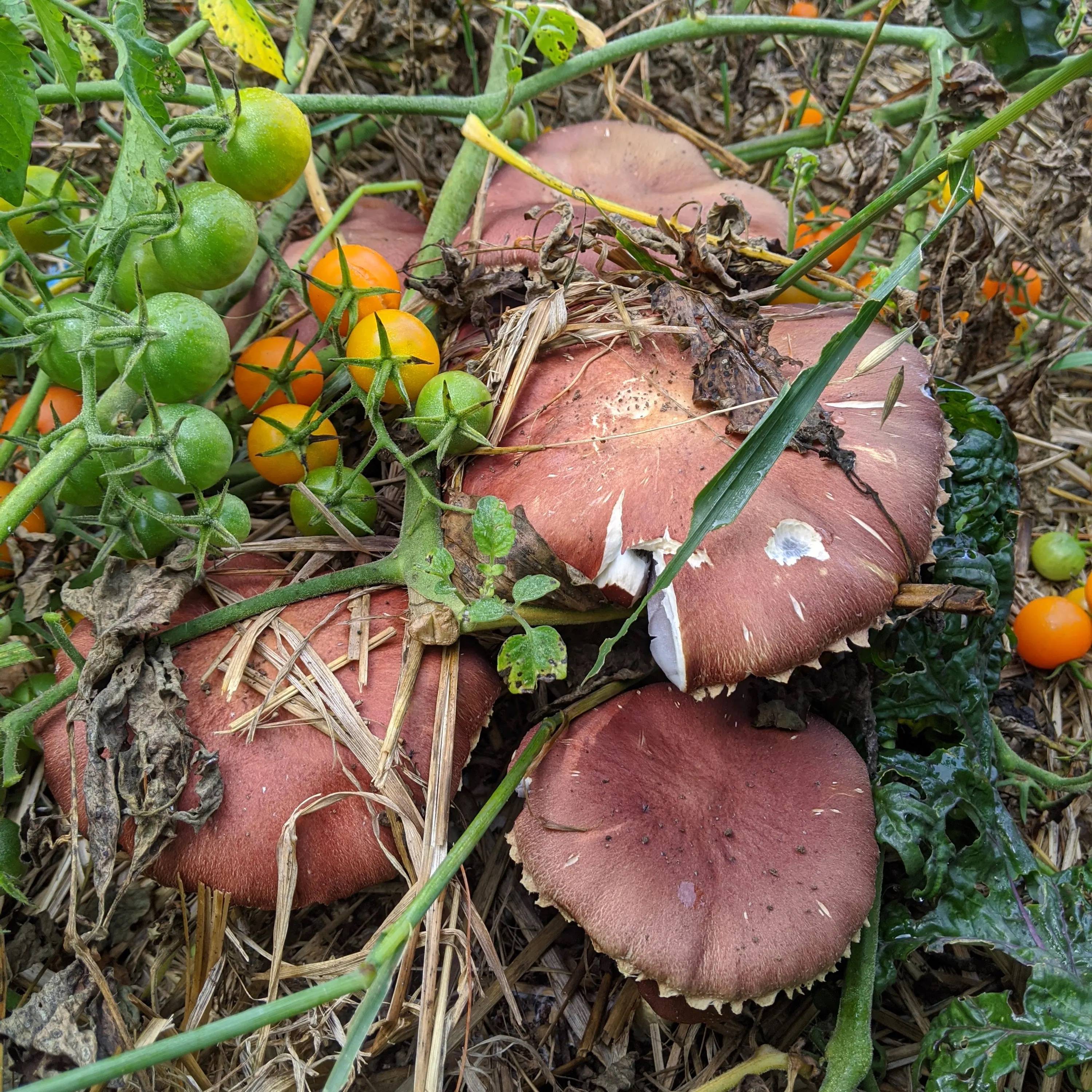 Gardening with mushrooms