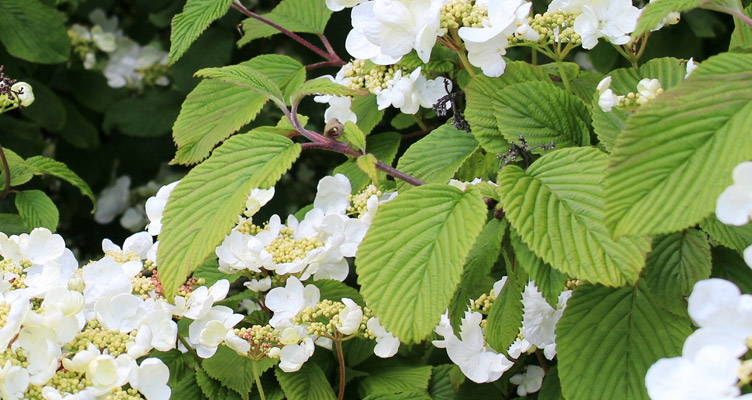 Klimhortensia: Makkelijk en mooi