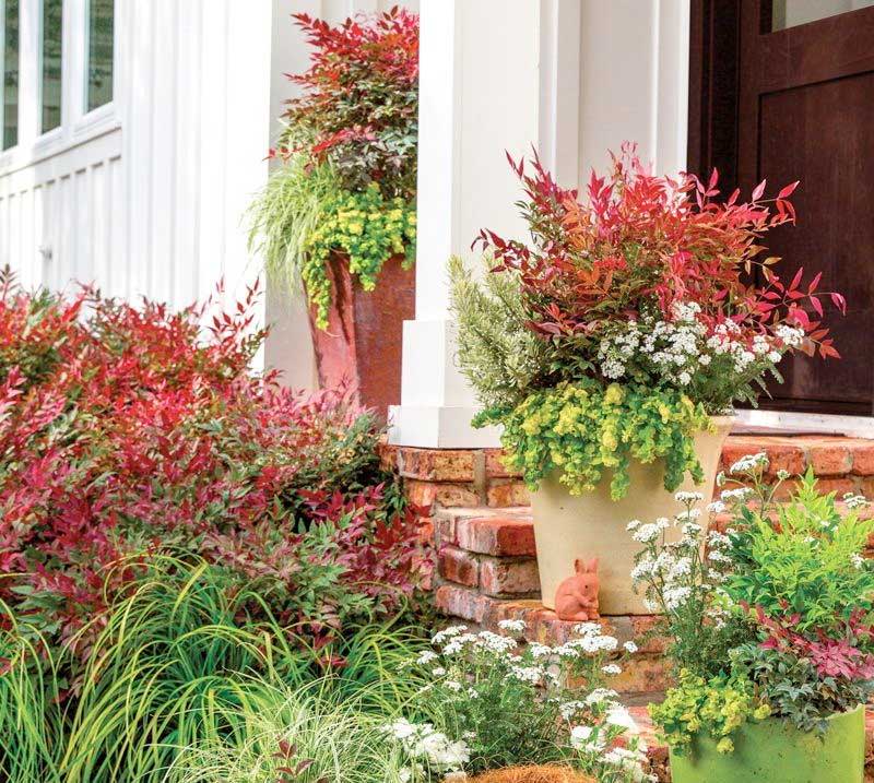 Nandina Nandina Plants For Sale Plantingtree