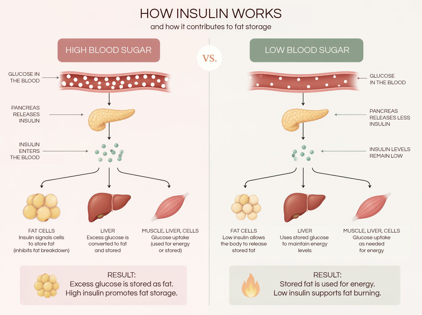 Diagram explaining insulin signalling and glucose uptake contributing to fat storage in adipose tissue.