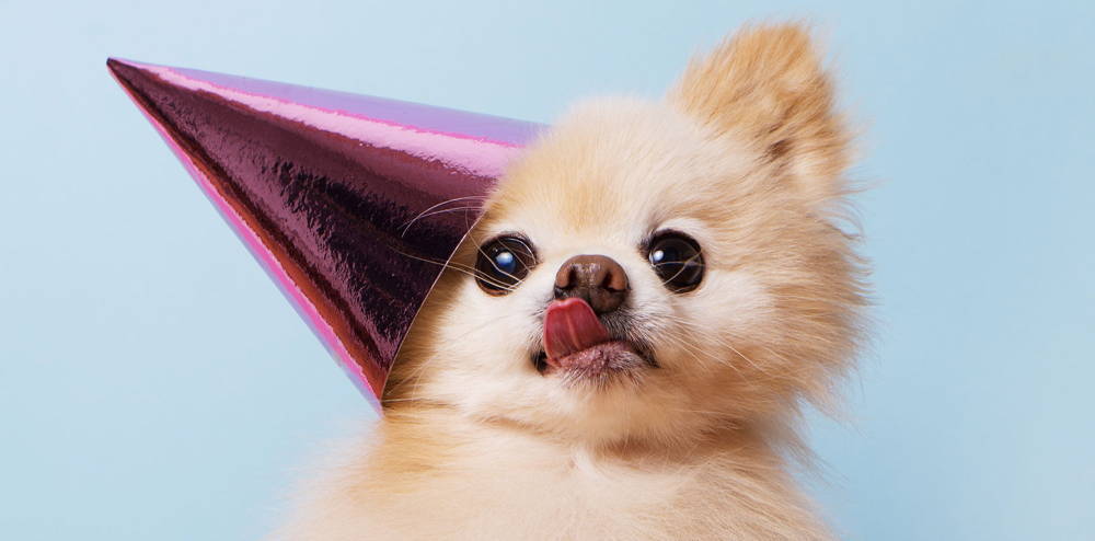 A small dog wearing a party hat