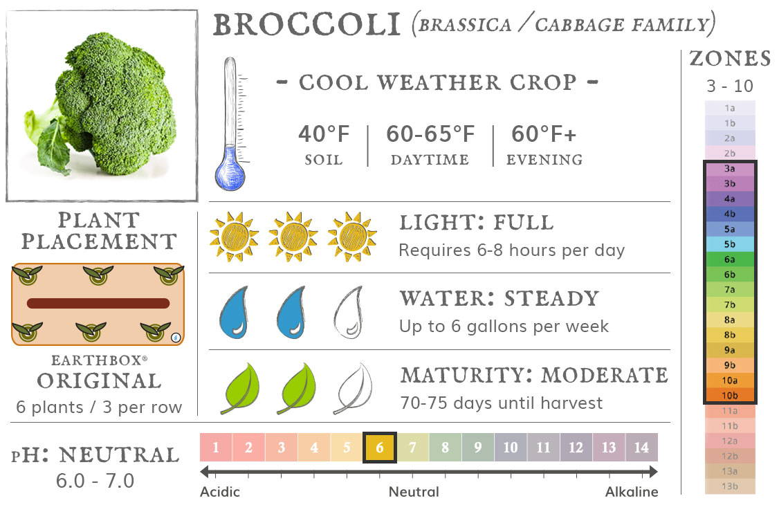 Broccoli is a cool weather crop best grown in zones 3 to 10. They require 6-8 hours sun per day, up to 6 gallons of water per week, and take 70-75 days until harvest. Place 6 plants, 3 per row, in an EarthBox Original