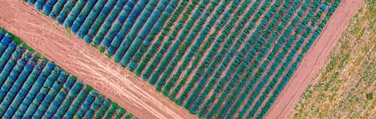 Drones in agriculture