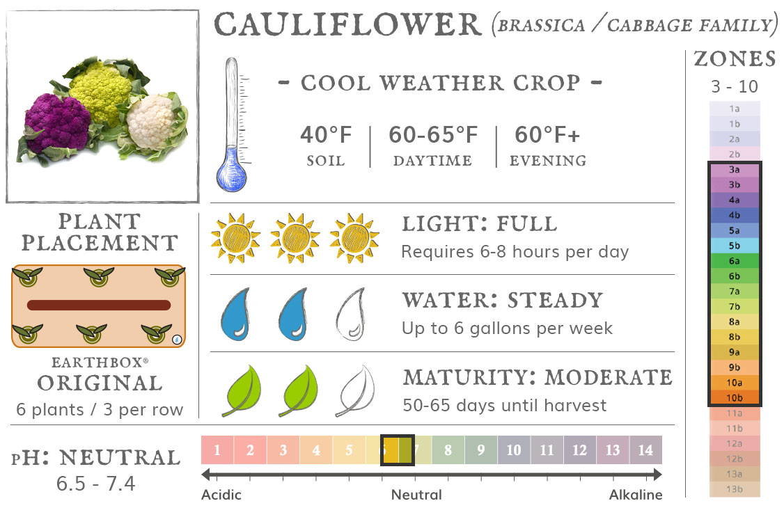 Cauliflower is a cool weather crop best grown in zones 3 to 10. They require 6-8 hours sun per day, up to 6 gallons of water per week, and take 50-65 days until harvest. Place 6 plants, 3 per row, in an EarthBox Original