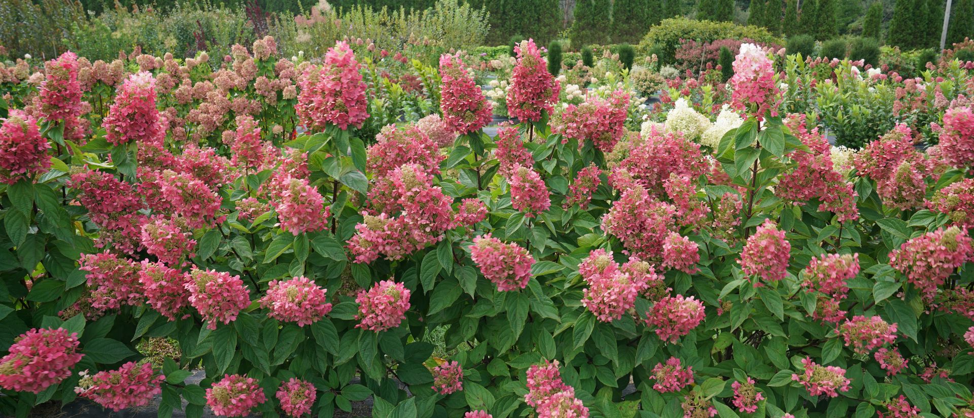 Pinky Winky Prime® Panicle Hydrangea planted outside in a garden surrounded by green foliage.