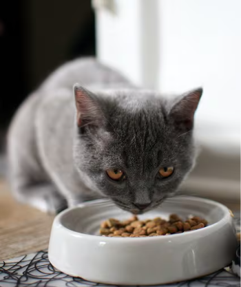 A grey kitten eating kibble from a bowl