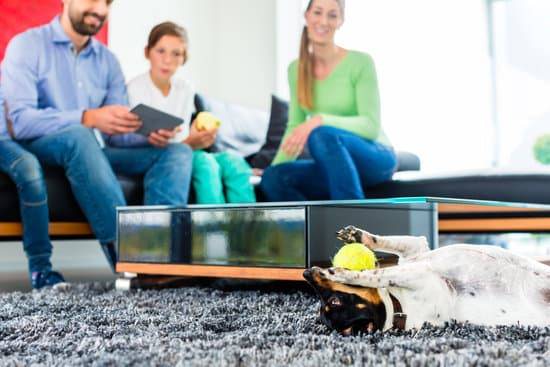 A small dog lies on its back and plays with a tennis ball on a grey rug in a living room while three people look on