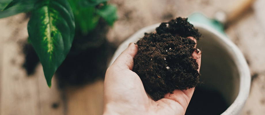 blumenerde gr�npflanzen