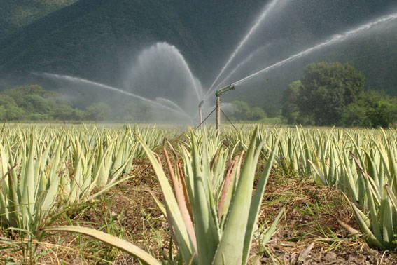 irrigated by pure rainwater
