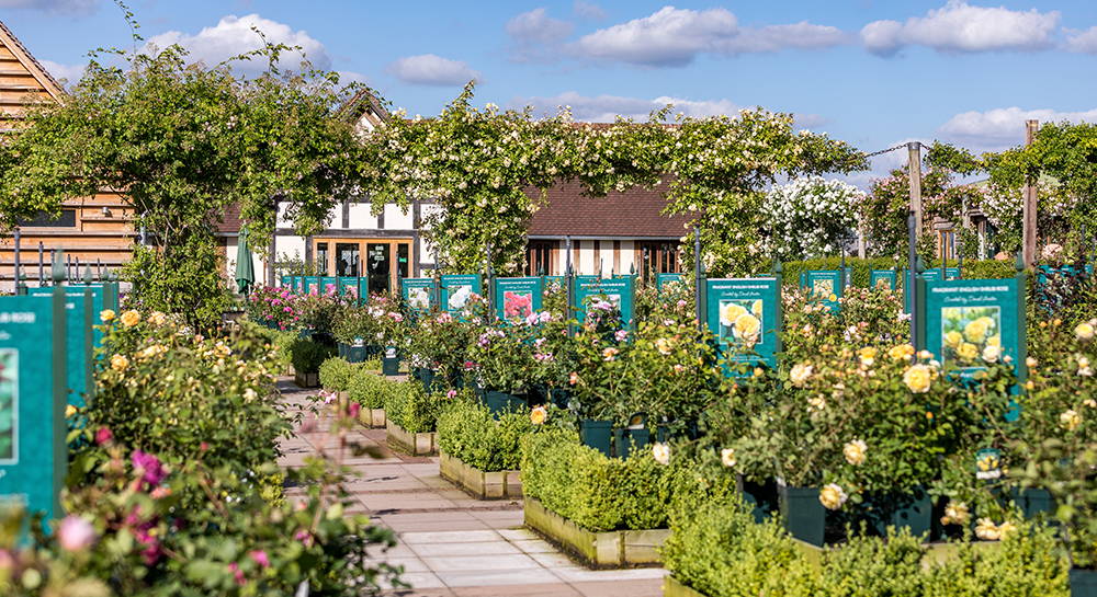 View of David Austin Plant Centre