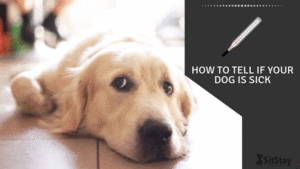 How to tell if your dog is sick