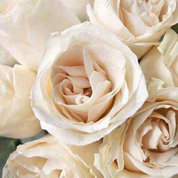 Ivory Roses - What do ivory roses mean