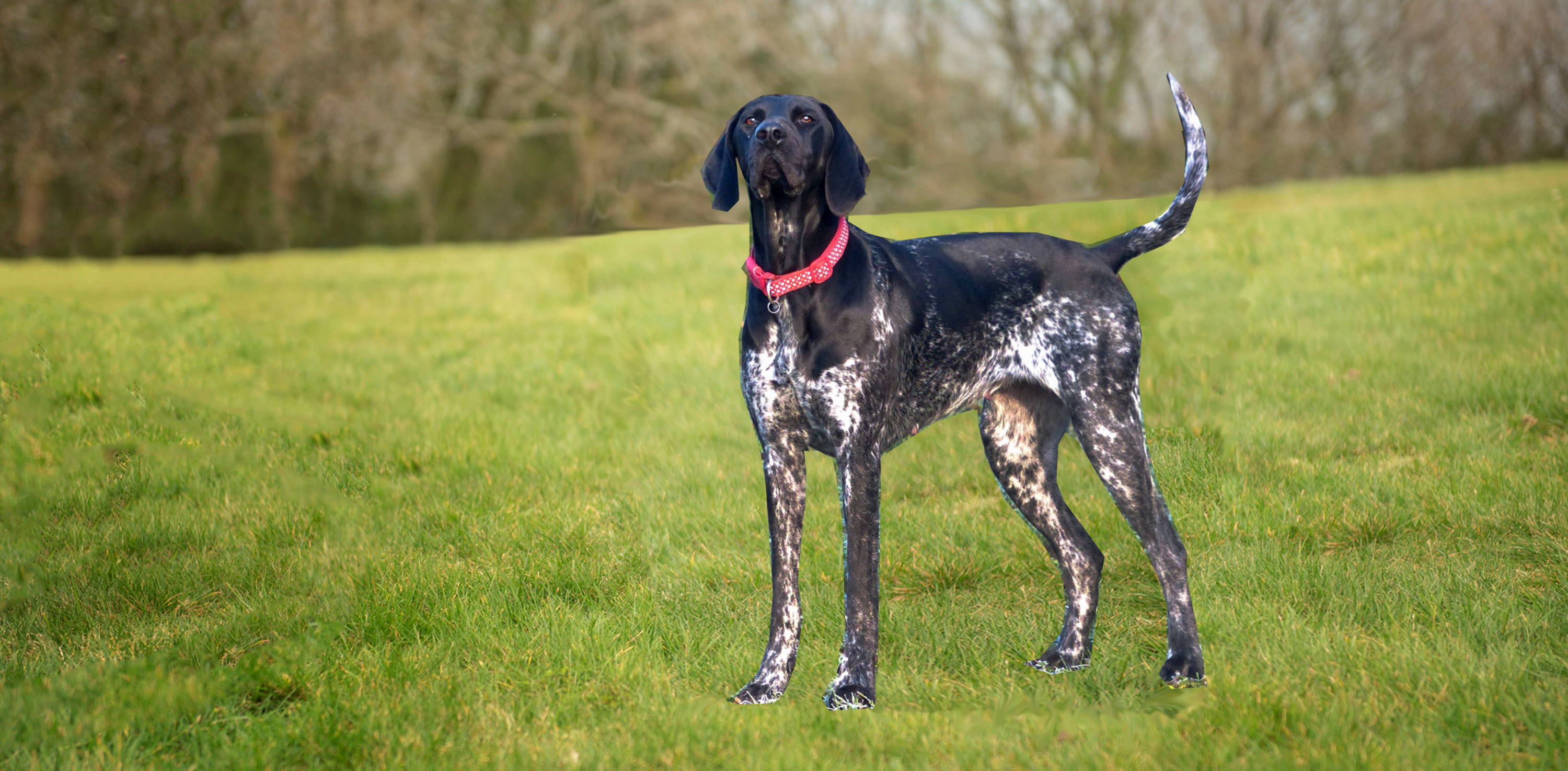 German Shorthaired Pointer dog breed